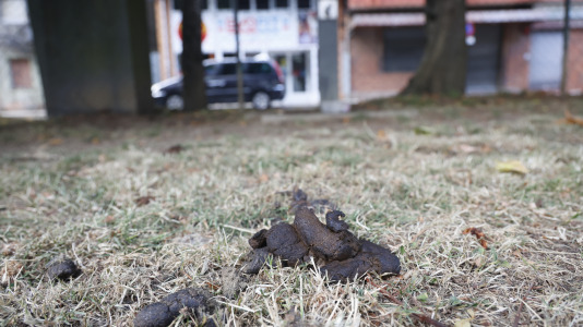 Parque Canino de Porta Nova